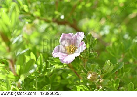 Pink Flower Lapchatka Is One Of The Varieties Of Herbaceous Plants Of The Family Rosaceae.
