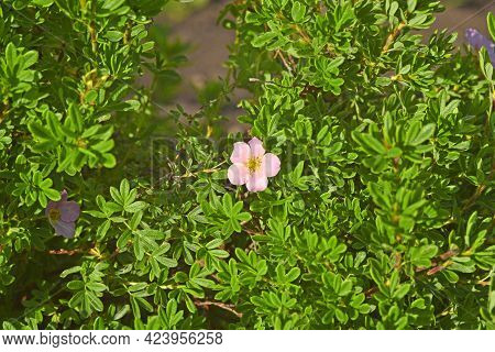 Pink Flower Lapchatka Is One Of The Varieties Of Herbaceous Plants Of The Family Rosaceae.