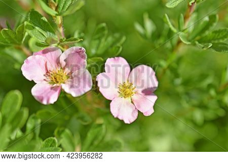 Pink Flower Lapchatka Is One Of The Varieties Of Herbaceous Plants Of The Family Rosaceae.