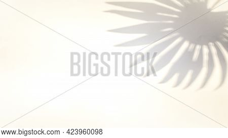 Shadows Nature Summer Background. Plant Leaf Shadow On White Wall In Abstract Tropical Sunlight Text