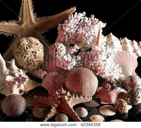 Décoration de la vie de mer