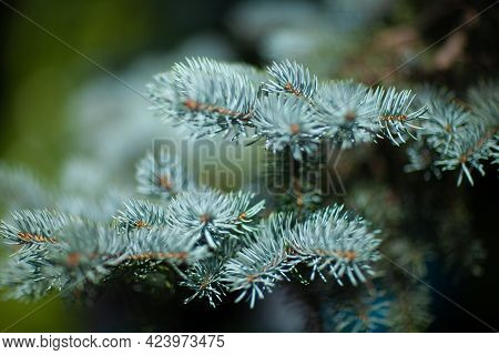 Blue Spruce Tree Close-up. Shallow Focus, Background And Foreground Blur. Fir Tree Brunch Close Up.