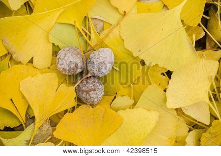 Amarillos hojas de Gingko Biloba con frutas
