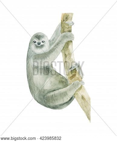 Watercolor Sloth On Branch Isolated On White. Hand Drawn Realistic Illustration