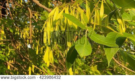 Ash Tree Branches With Seeds. Closeup. Nature Texture Background