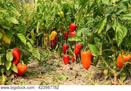 Growing And Harvesting Organic Sweet Red Bell Pepper. A Kitchen Garden With Bell Pepper Plants With 