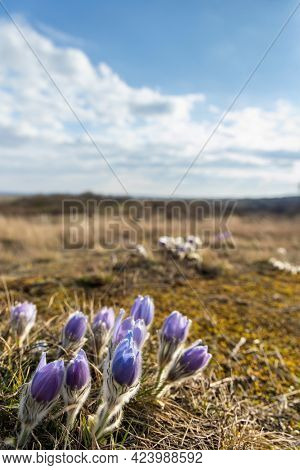 Pasque flower, National park Podyji, Southern Moravia, Czech Republic