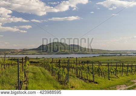 Spring vineyards under Palava near Sonberk, South Moravia, Czech Republic