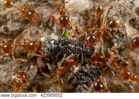Macro Photography Of Group Of Pheidole Pallidula Ants Attack Prey