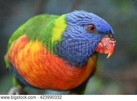 A Closeup Shot Of A Colorful Loriini On A Blurred Background