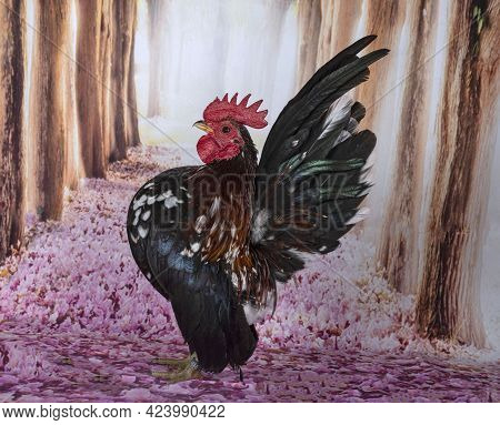 Malaysian Serama In Front Of Pink Background