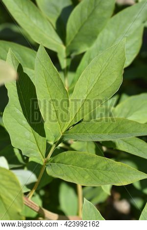 Woodland Peony Leaves - Latin Name - Paeonia Obovata