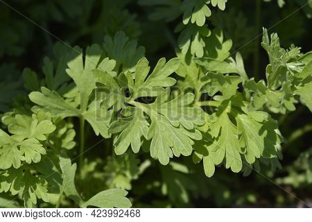 Common Wormwood Leaves - Latin Name - Artemisia Absinthium