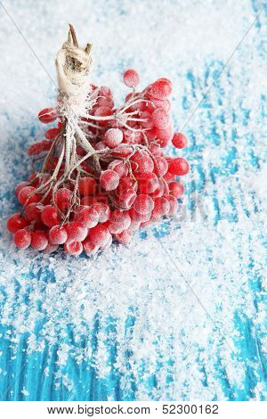 Red berries of viburnum with ice crystals, on blue background