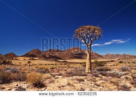 Quiver tree landscape