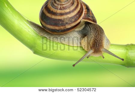 Snail crawling on green stem of plant on bright background