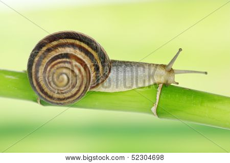Snail crawling on green stem of plant on bright background