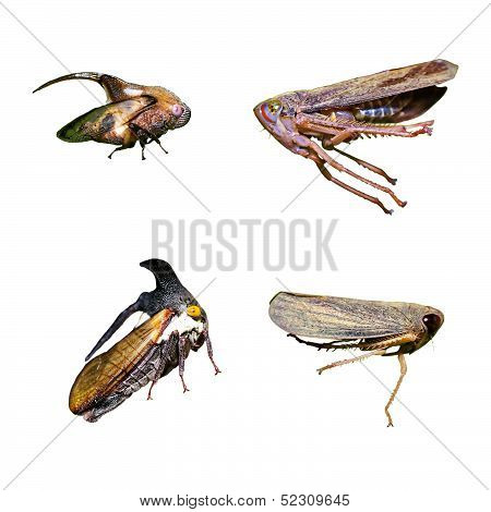 planthopper isolated