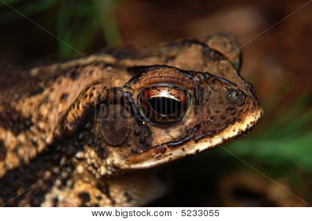 Toad