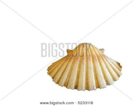 Seashellwhite