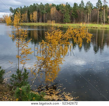 Yellow birch over the river
