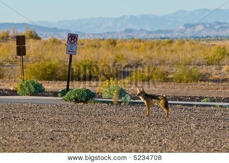 Coyote