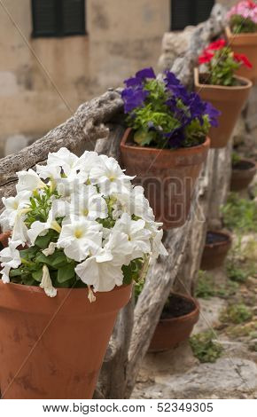 Petunia Hanging Cache-pot