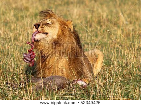 Lion Feeding