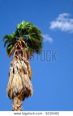 Domenica delle palme