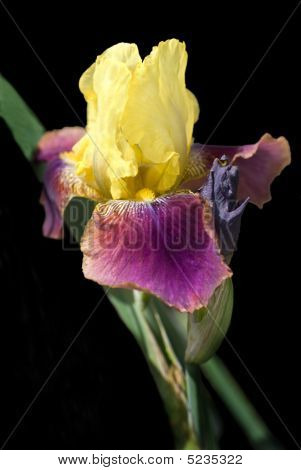 Giallo e fucsia Bearded Iris su nero