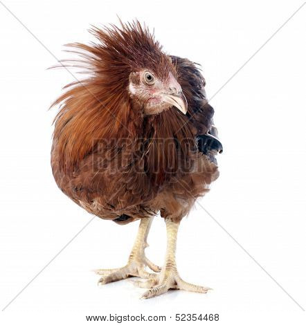 Brown Capon