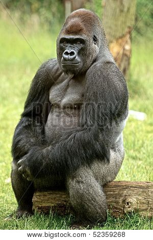 Gorilla Portrait