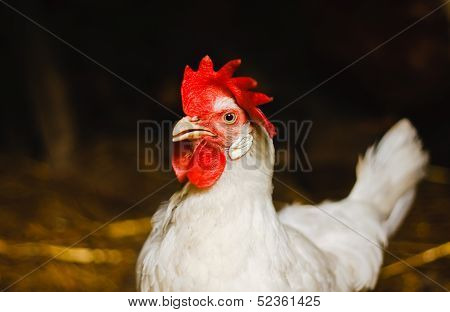 White Chicken Looking Out Of The Barn
