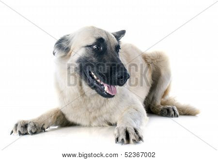 Belgian Shepherd Tervueren