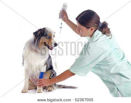 Vet And Dog