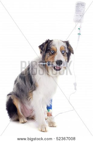 Australian Shepherd And Drip