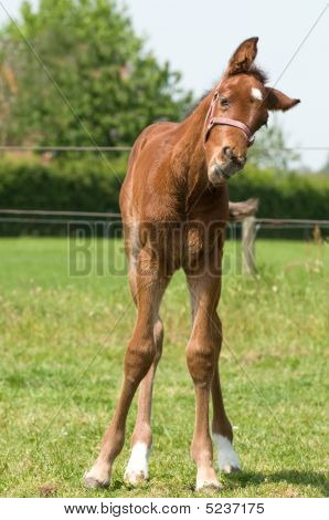 cute 10 Tage alten Fohlen lustig suchen