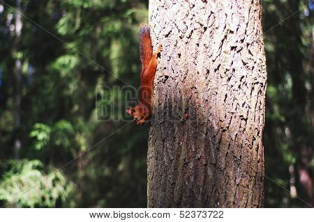 Squirrel in the forest