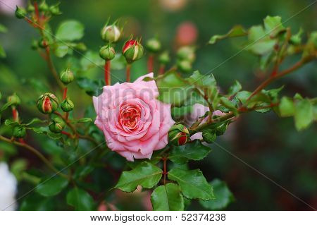 rose