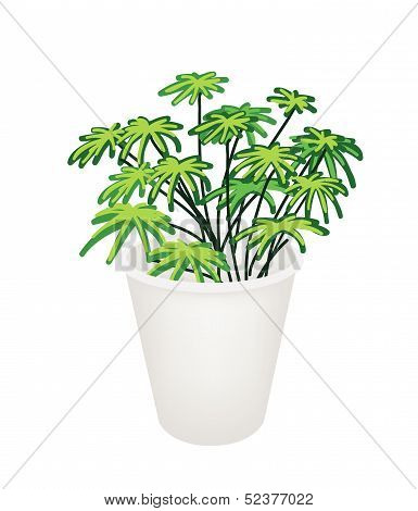 Illustration Of Evergreen Plant In A Flower Pot