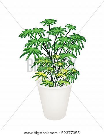 Illustration Of Evergreen Plant In Flower Pot