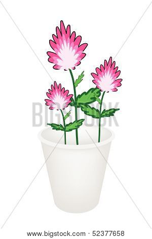 Three Beautiful Pink Flowers In A Flowerpot