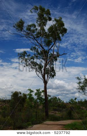 Solo árbol a lo largo de caminar camino