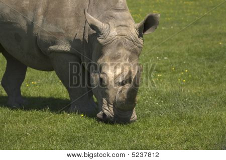 Rhinocerous