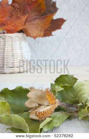 Beechnut Twig, Prickly Empty Husk.
