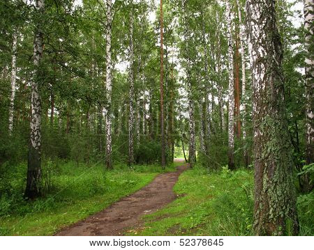 Forest
