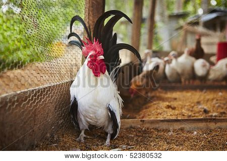 Rooster