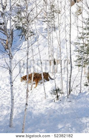 Two siberian tiger walking into the snow