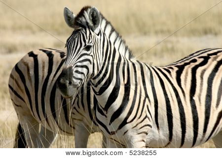 Coppia di Zebra