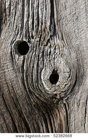 Two huge knurls on a old plank
